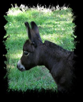 Critter Haven Cisco Kid, miniature donkey