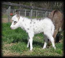 Miniature Donkey, Avery